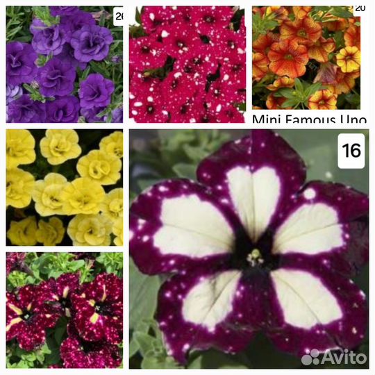 Петуния вегетотивная