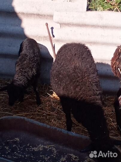 Романовские овцы