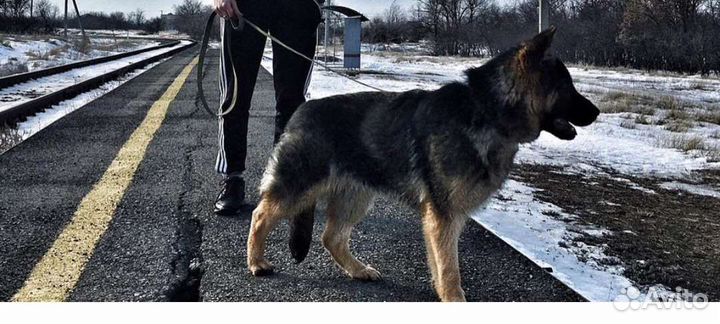 Кобель для вязки немец