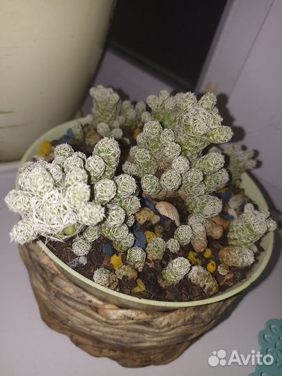 Кактусы и суккуленты