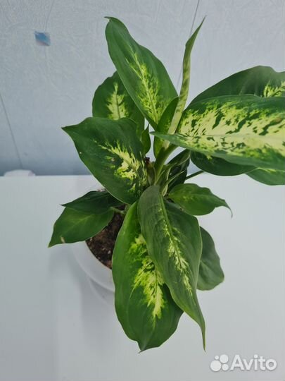 Диффенбахия