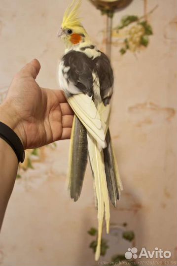 Попугай корелла. Взрослые ручные самцы