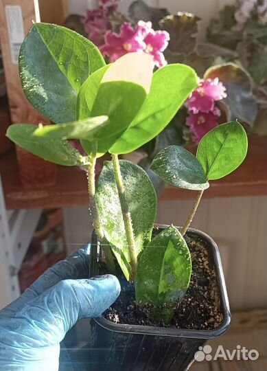 Замиокулькас