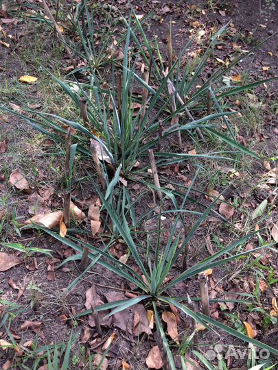 Юкка садовая нитчатая саженцы