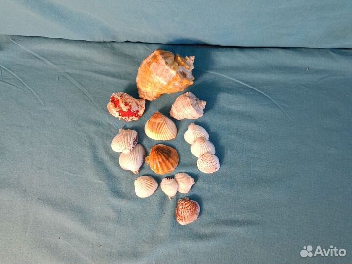 Морские ракушки раковины для детских поделок