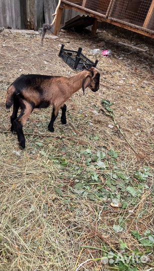 Нубийские козы