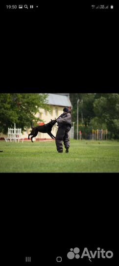 Дрессировка собак кинолог