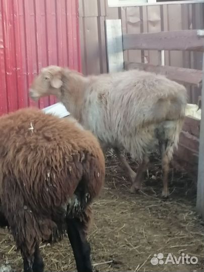 Козы, Бараны