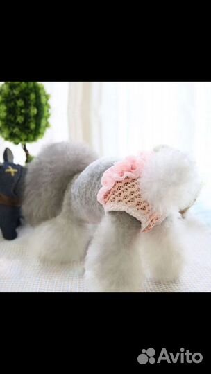 Трусики для собак