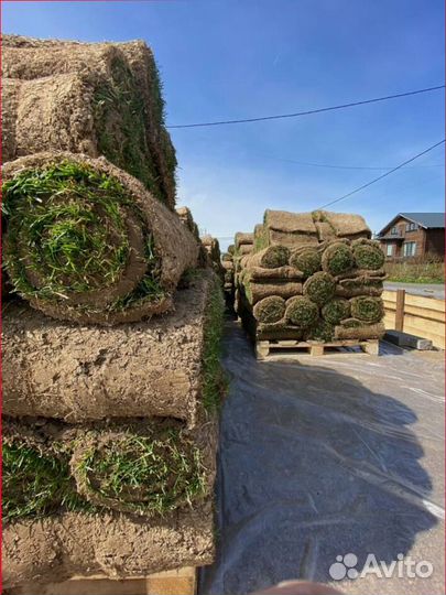 Рулонный газон