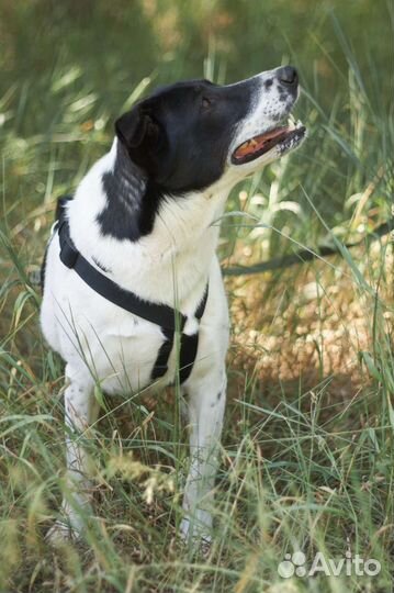 Добрый Смоки хочет домой