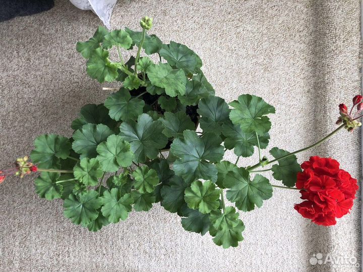 Пеларгония зональная красная, черенки и кустики