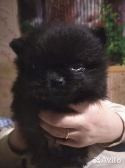 Померанский шпиц