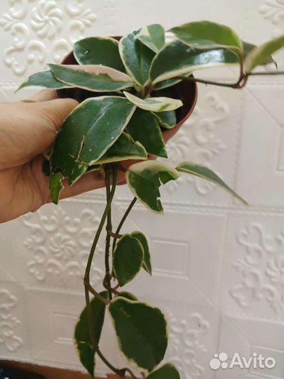 Хойя карноза квин кримсон