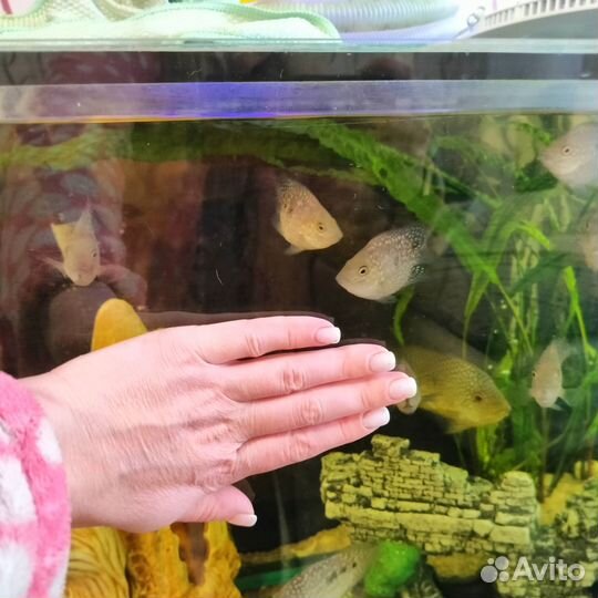 Рыба бриллиантовая цихлазома баллон