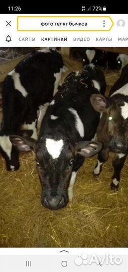 Бычки телята