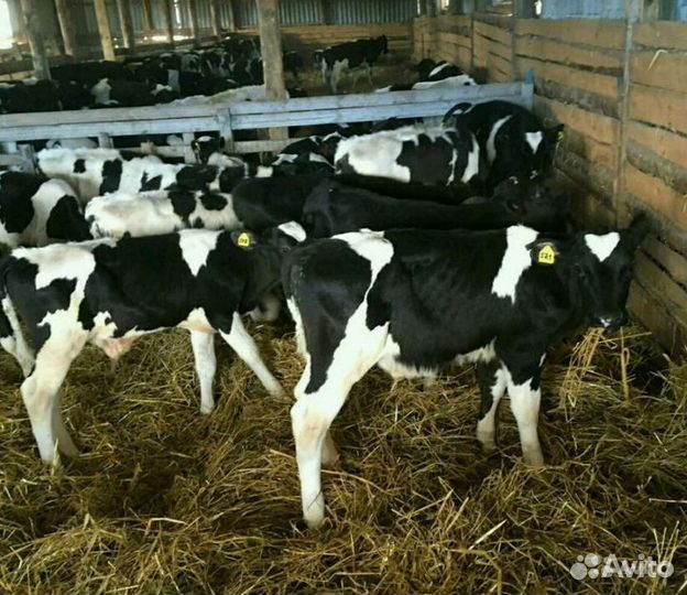 Бычки от 1 месяца