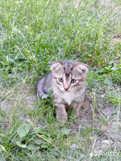 Кошки в добрые руки бесплатно