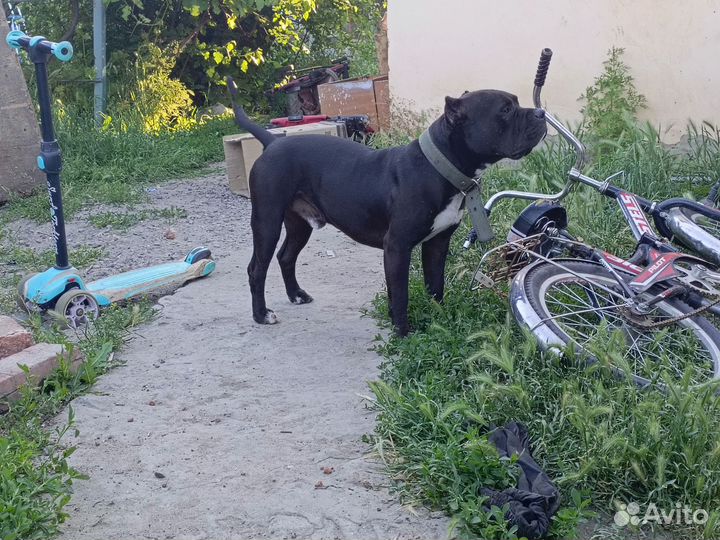 Отдам в добрые руки