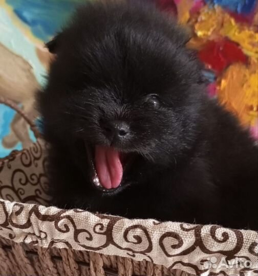 Шпиц мальчики и девочки