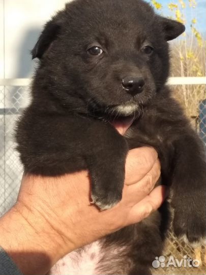 Щенки мальчики и девочки