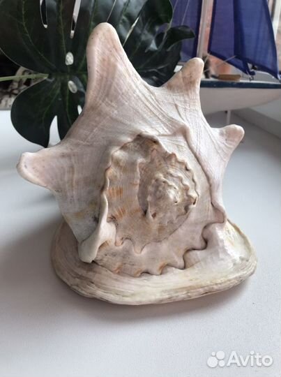 Ракушка раковина морская cassis