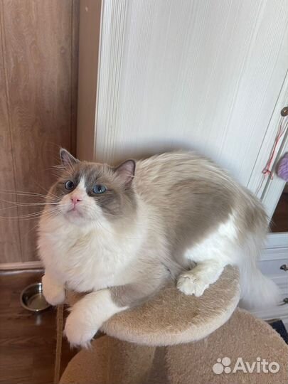 Кот рэгдолл