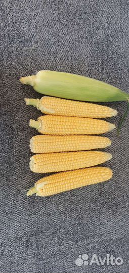 Сладкая кукуруза
