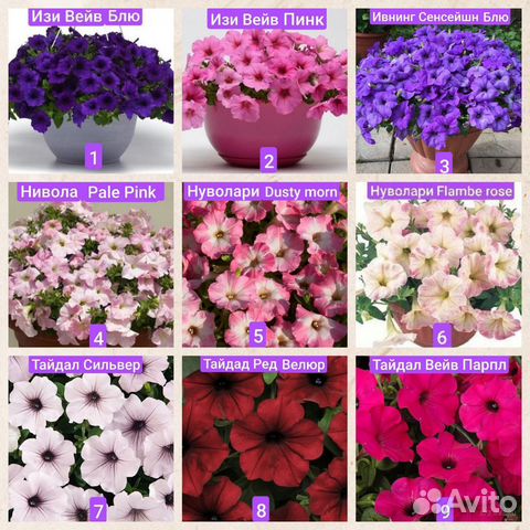 Петуния, максимально красивые сорта