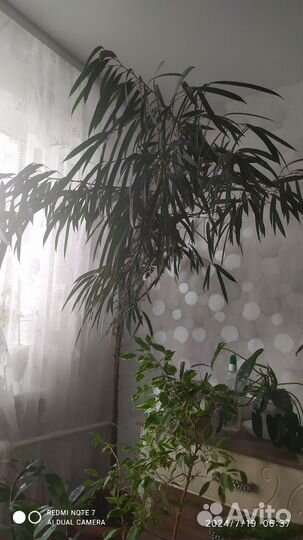 Комнатные цветы