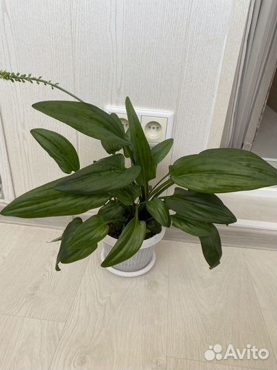 Дримиопсис пятнистый и Китайская Роза