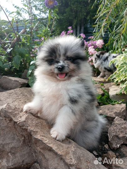 Шпице-горошенки