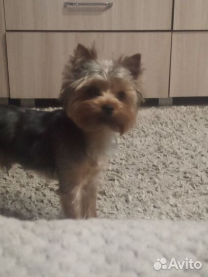 Йоркширский терьер вязка мальчик
