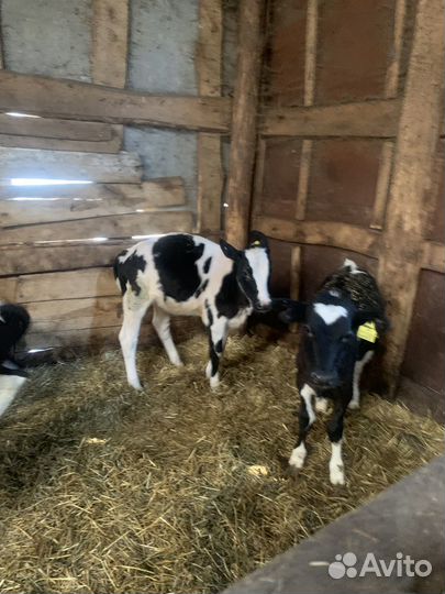 Телята бычки