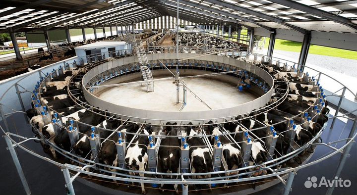 Доильный зал карусель для коров