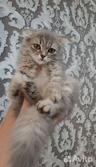 В добрые руки