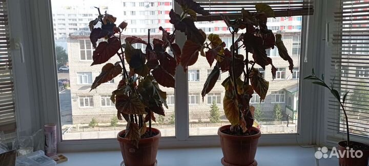 Бегония вечноцветущая