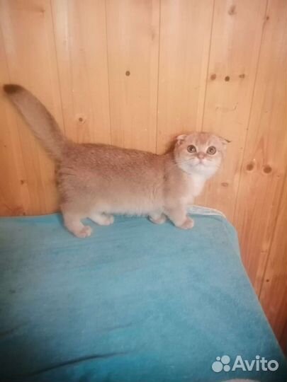 Шотландские вислоухие котята