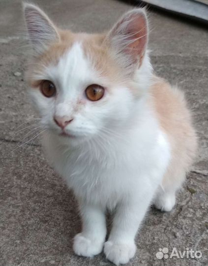 Говорящий кот