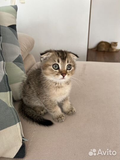 Котята шотландской вислоухой кошки