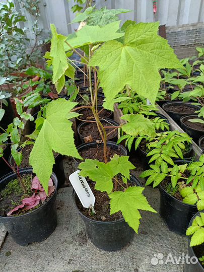 Малиноклен