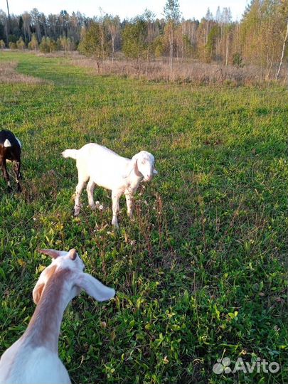 Нубийские козы