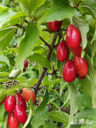 Саженец кизила садового