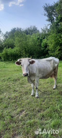 Корова стельная