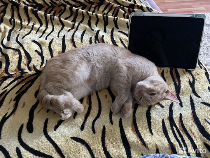 Котенок 10 месяцев