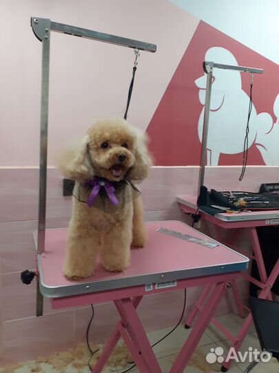 Груминг собак с выездом на дом