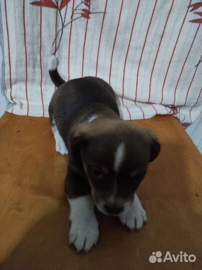 Маленькая собака