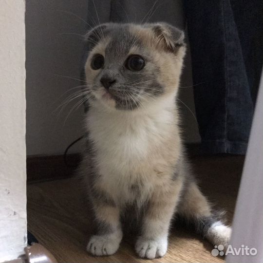 Котенок вислоухий