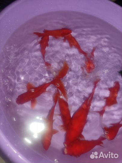 Разведение рыбы