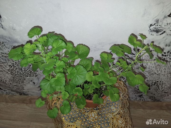 Пеларгонии ангелы